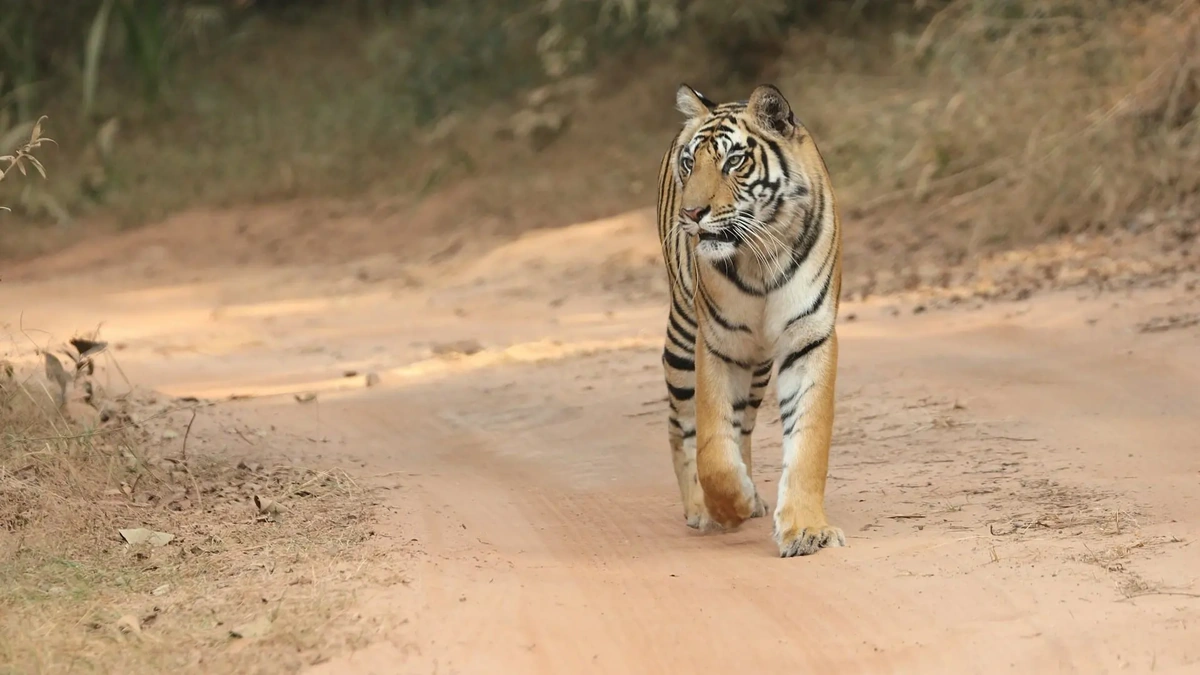 tiger